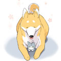 家犬和野猫 家犬和野猫